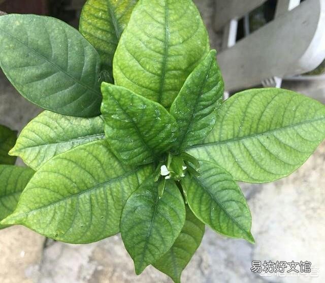 栀子花叶发黄是缺铁还是缺肥?