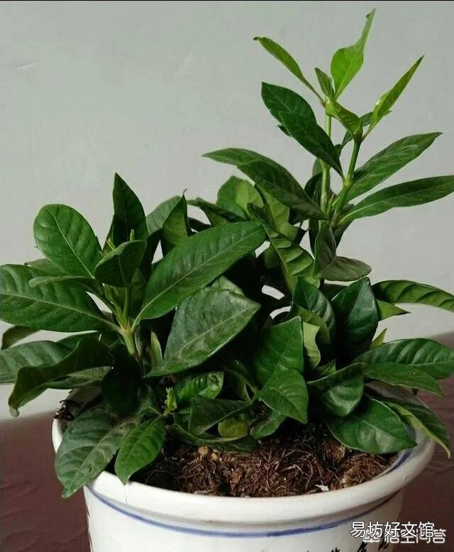 栀子花叶发黄是缺铁还是缺肥?