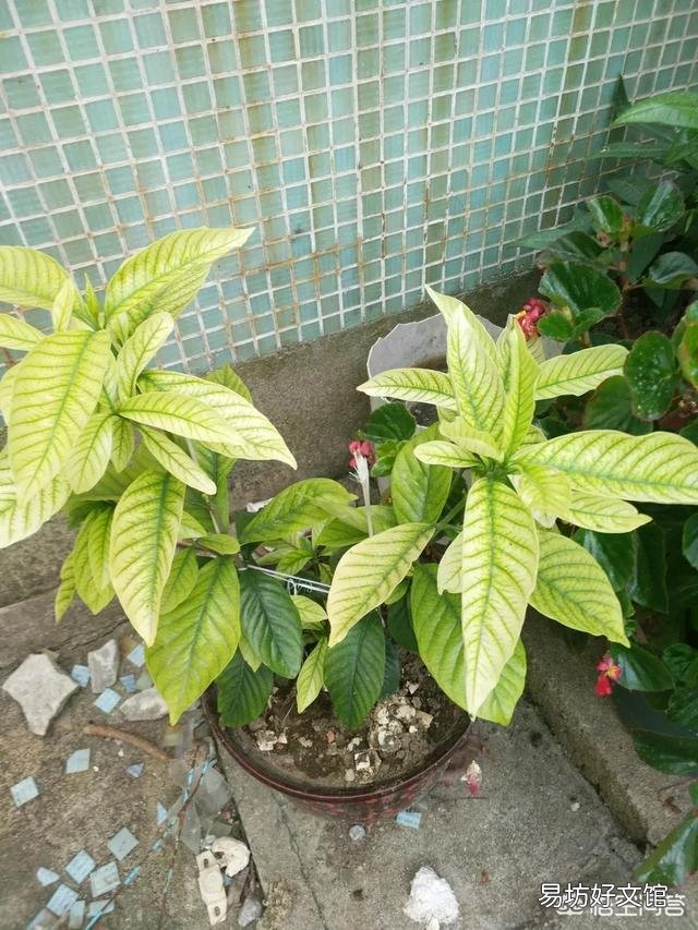 栀子花叶发黄是缺铁还是缺肥?