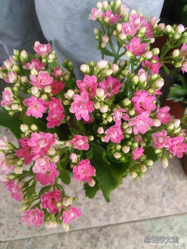 长寿花的叶子小,而且展不开,怎么办?