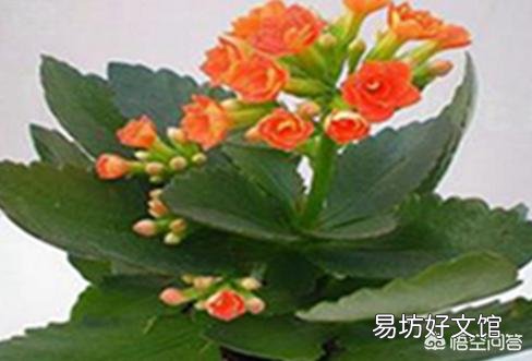长寿花的叶子小,而且展不开,怎么办?