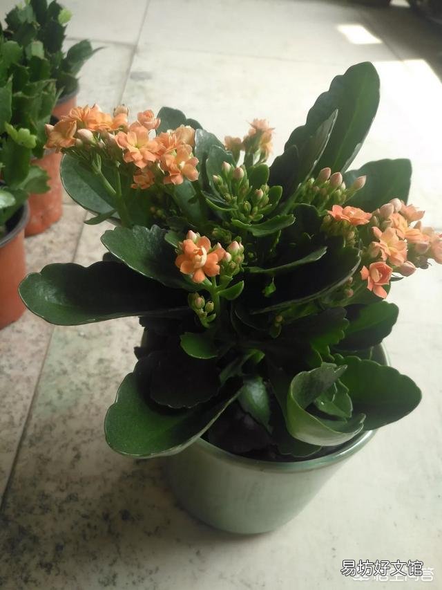 长寿花的叶子小,而且展不开,怎么办?