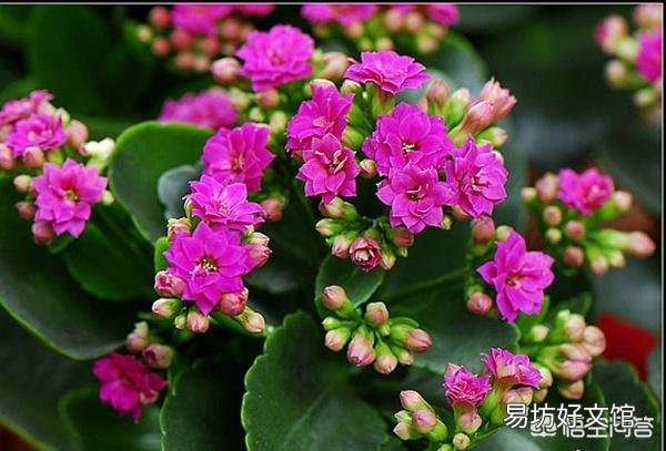 长寿花的叶子小,而且展不开,怎么办?