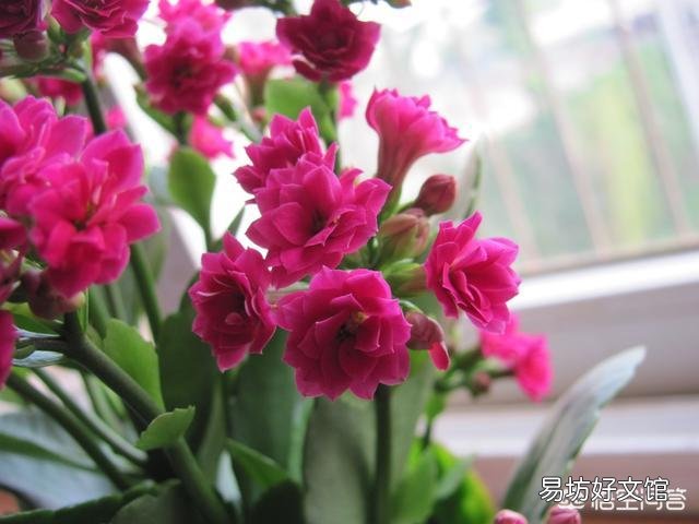长寿花的叶子小,而且展不开,怎么办?
