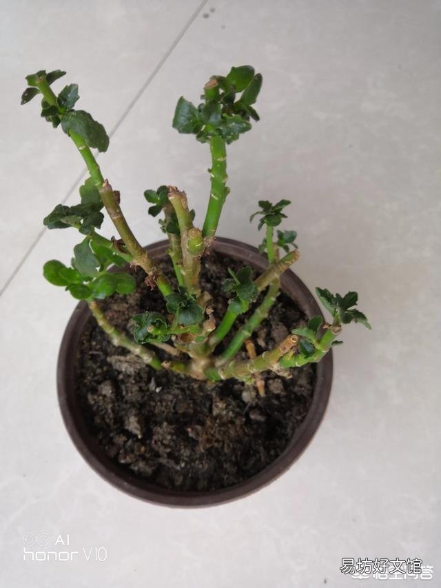 长寿花的叶子小,而且展不开,怎么办?