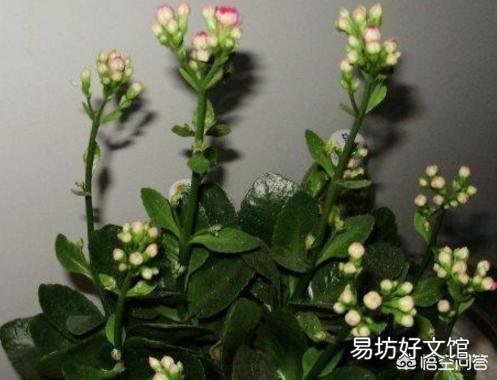 长寿花的叶子小,而且展不开,怎么办?