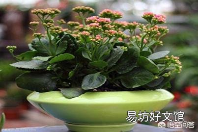 长寿花的叶子小,而且展不开,怎么办?