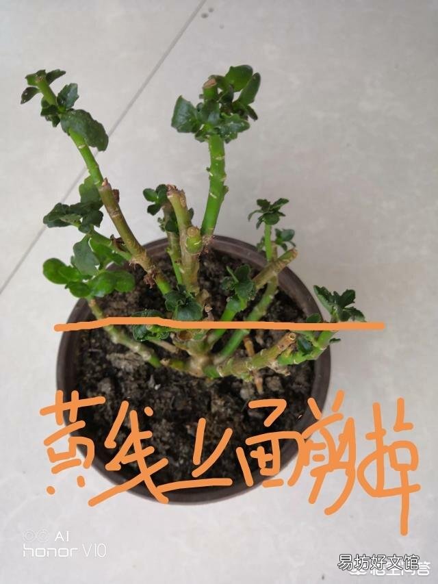 长寿花的叶子小,而且展不开,怎么办?