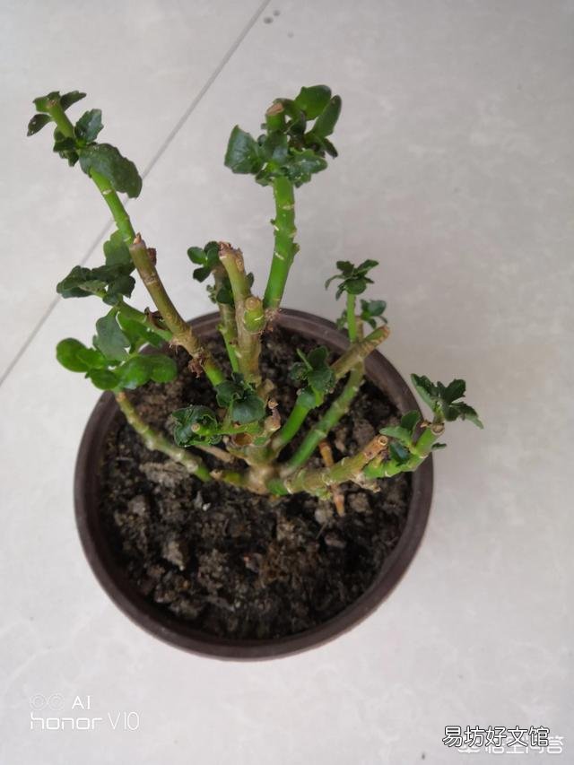 长寿花的叶子小,而且展不开,怎么办?