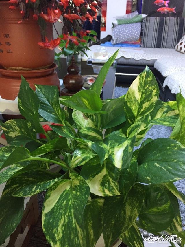 哪里能買到花葉綠蘿？應(yīng)該如何進行養(yǎng)護？