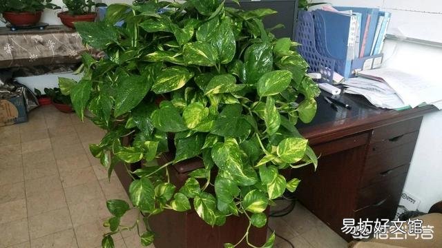 哪里能買到花葉綠蘿？應(yīng)該如何進行養(yǎng)護？