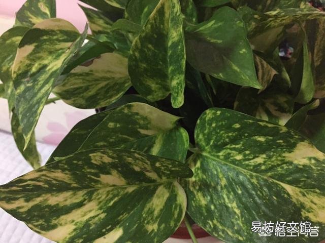 哪里能買到花葉綠蘿？應(yīng)該如何進行養(yǎng)護？