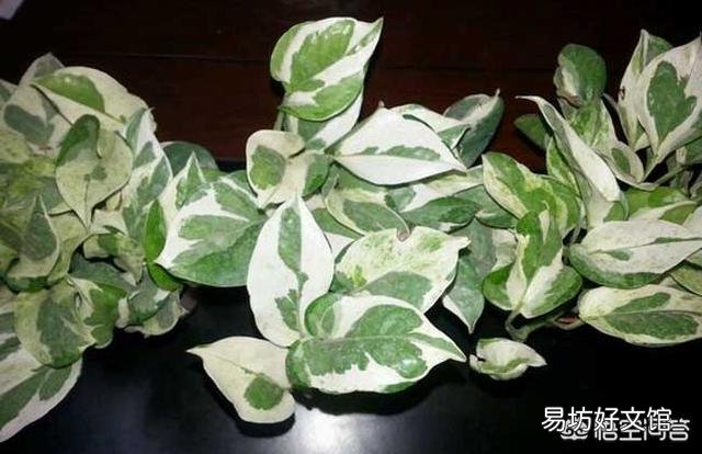 哪里能買到花葉綠蘿？應(yīng)該如何進行養(yǎng)護？