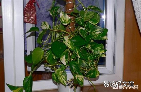 哪里能買到花葉綠蘿？應(yīng)該如何進行養(yǎng)護？