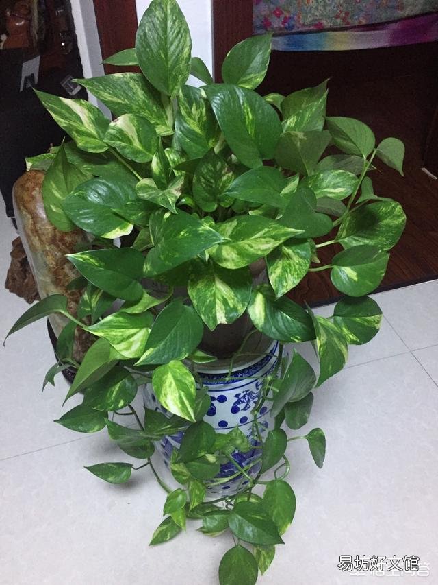 哪里能買到花葉綠蘿？應(yīng)該如何進行養(yǎng)護？