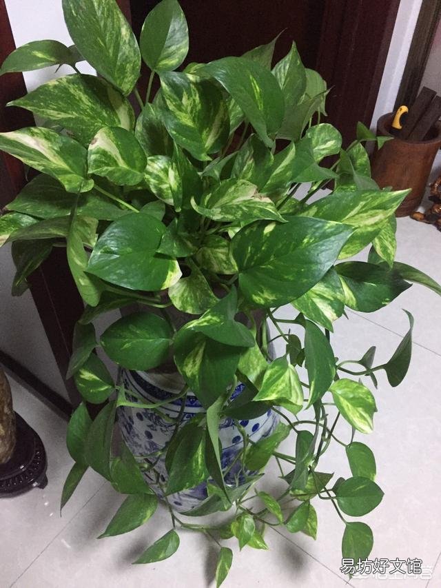 哪里能買到花葉綠蘿？應(yīng)該如何進行養(yǎng)護？