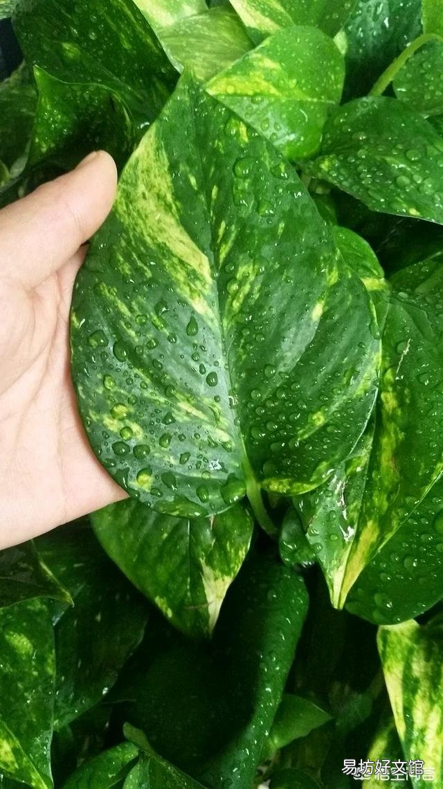 哪里能買到花葉綠蘿？應(yīng)該如何進行養(yǎng)護？