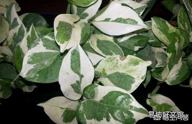 哪里能買到花葉綠蘿？應(yīng)該如何進行養(yǎng)護？