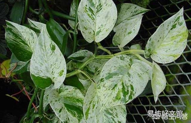 哪里能買到花葉綠蘿？應(yīng)該如何進行養(yǎng)護？