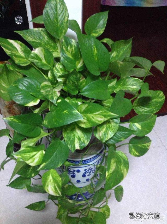 哪里能買到花葉綠蘿？應(yīng)該如何進行養(yǎng)護？