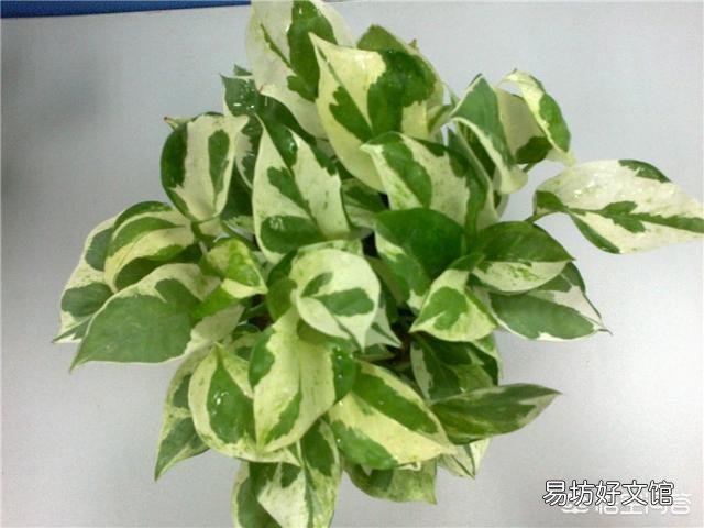 哪里能買到花葉綠蘿？應(yīng)該如何進行養(yǎng)護？