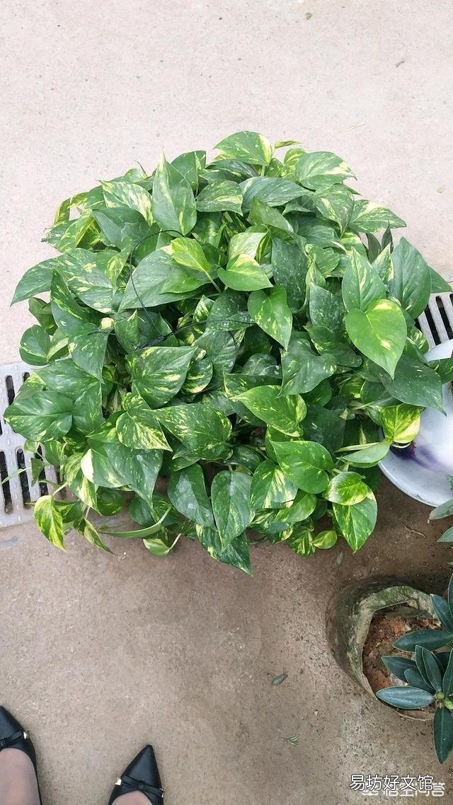 哪里能買到花葉綠蘿？應(yīng)該如何進行養(yǎng)護？