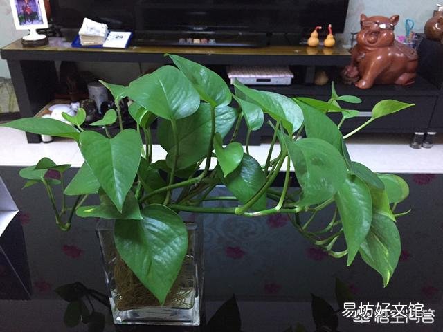 哪里能買到花葉綠蘿？應(yīng)該如何進行養(yǎng)護？