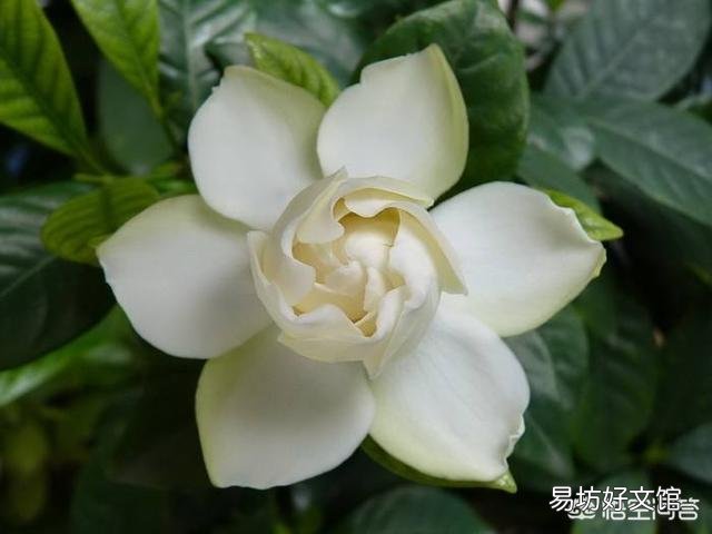 栀子花黄叶,干叶,并且不开花,是怎么回事?