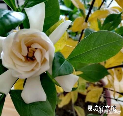 栀子花黄叶,干叶,并且不开花,是怎么回事?