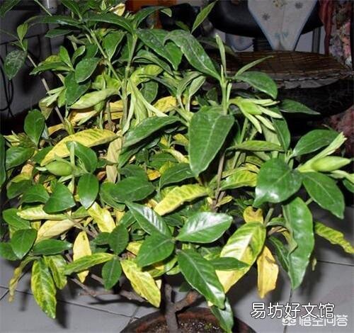 栀子花黄叶,干叶,并且不开花,是怎么回事?