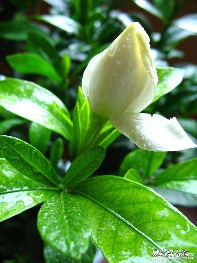 栀子花黄叶,干叶,并且不开花,是怎么回事?