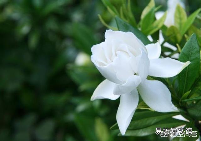 栀子花黄叶,干叶,并且不开花,是怎么回事?