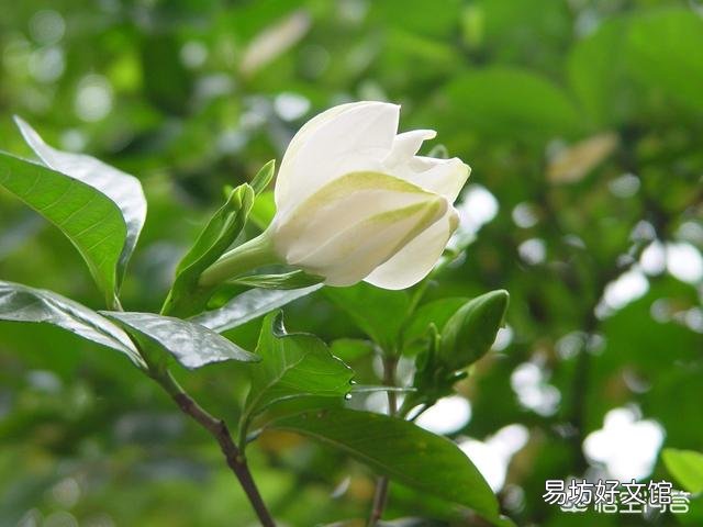 栀子花黄叶,干叶,并且不开花,是怎么回事?