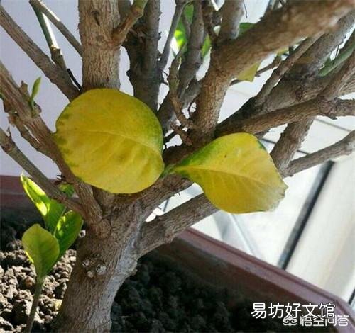 栀子花黄叶,干叶,并且不开花,是怎么回事?