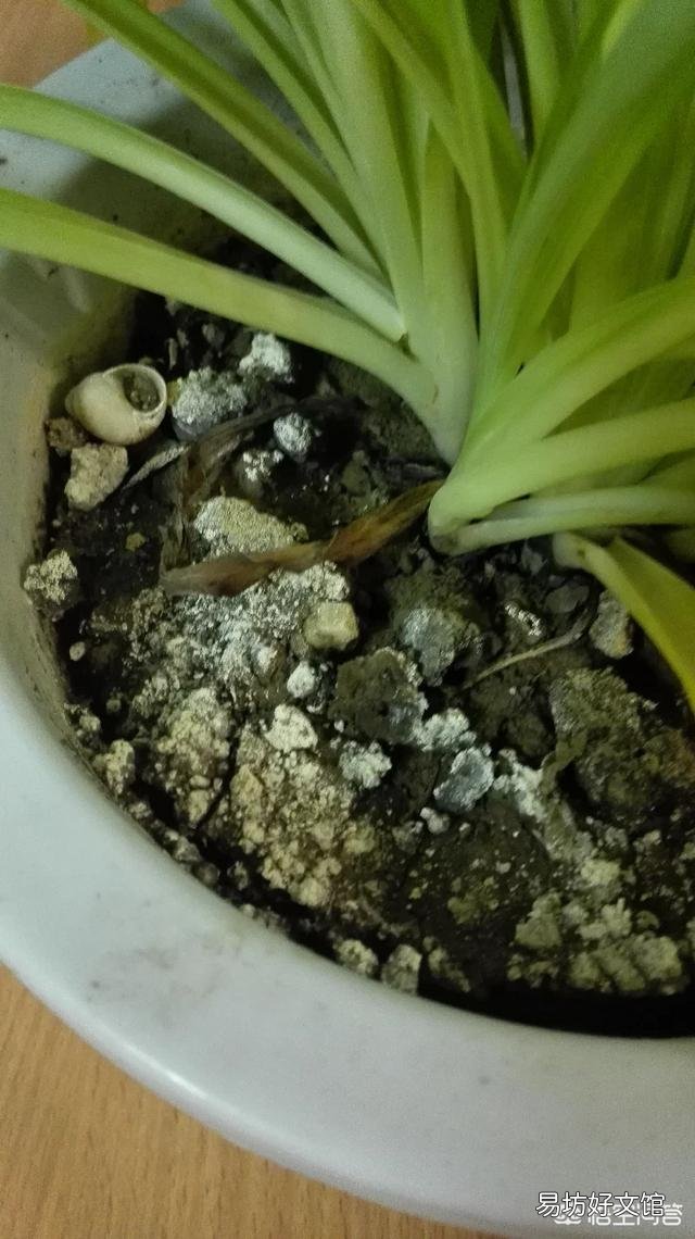 常见的酸性土花卉有哪些?日常如何养护管理?