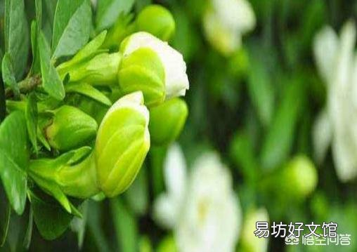常见的酸性土花卉有哪些?日常如何养护管理?