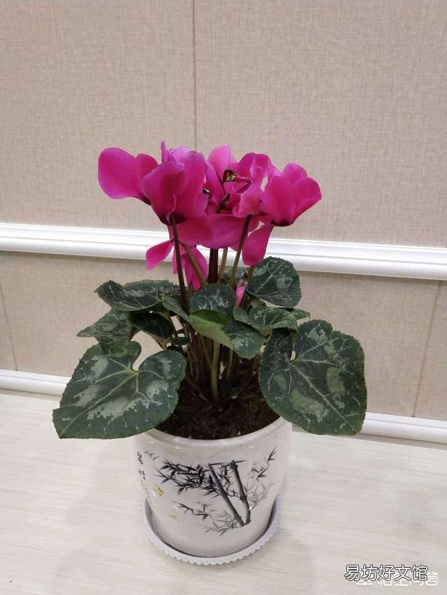 常见的酸性土花卉有哪些?日常如何养护管理?