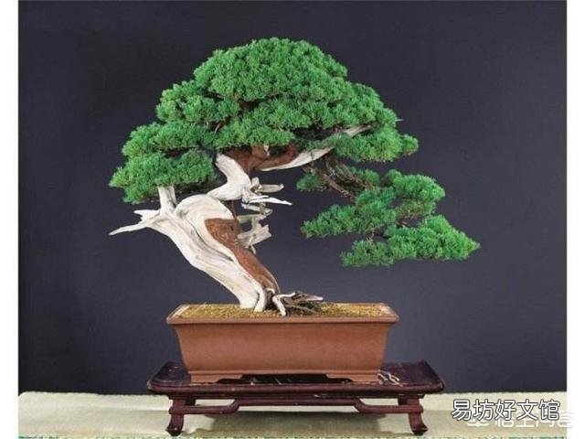 常见的酸性土花卉有哪些?日常如何养护管理?