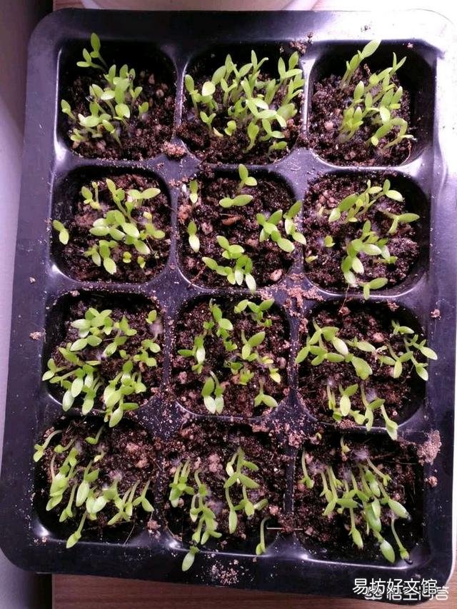用火龙果种子培育出苗后怎样才能长大?