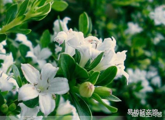 怎么养六月雪？