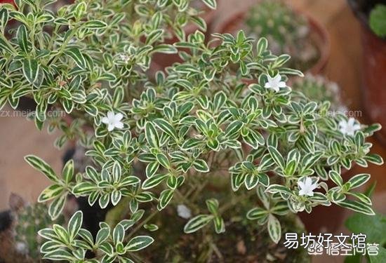 怎么养六月雪？