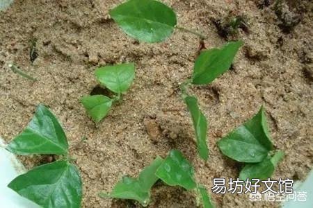 茉莉花怎样扦插?
