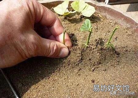 茉莉花怎样扦插?