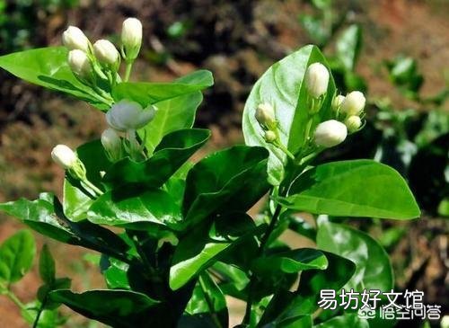茉莉花怎样扦插?