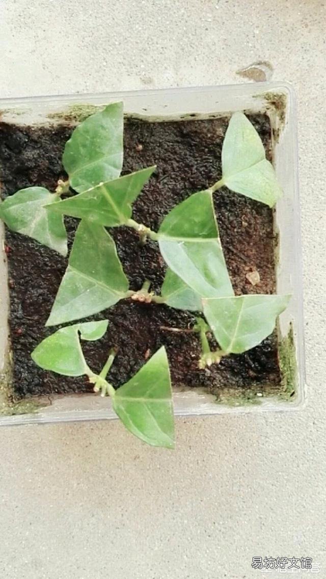 茉莉花怎样扦插?