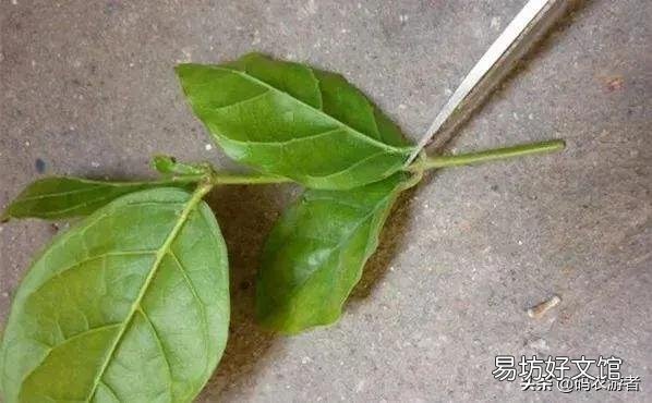 茉莉花怎样扦插?