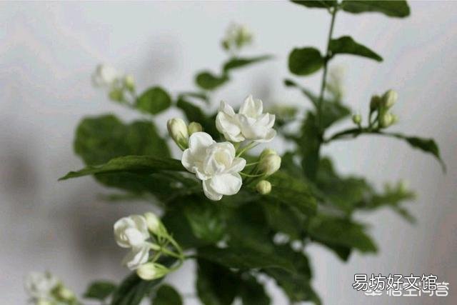 茉莉花怎样扦插?