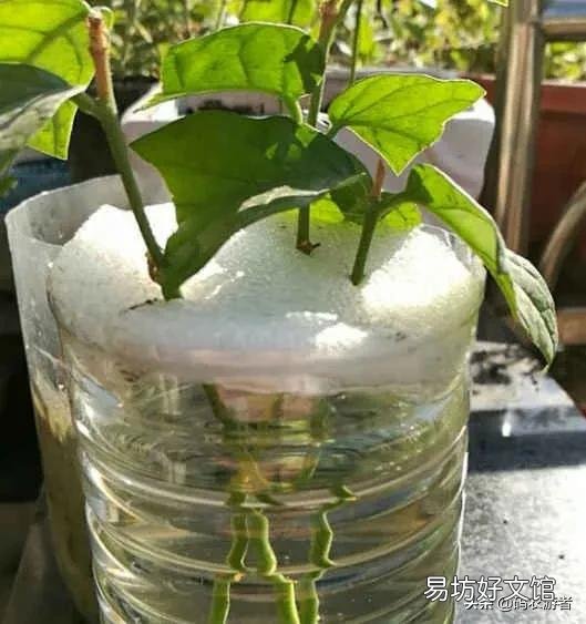 茉莉花怎样扦插?