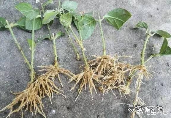 茉莉花怎样扦插?