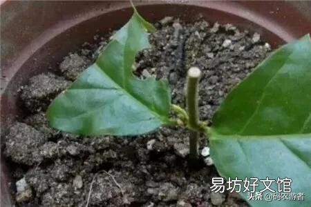 茉莉花怎样扦插?